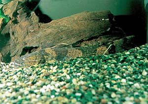 �W���E�[�E�y�h��