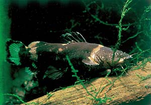 �}�[�u���W���E�[