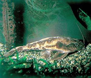 ���K���h���X