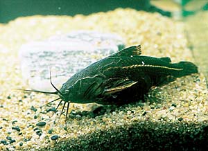 �A�J���\�h���X