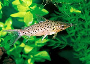 �|�[�g�z�[���L���b�g