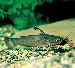 �������L���b�g