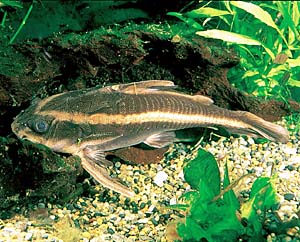 �g�[�L���O�L���b�g