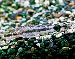 �I�g�V���N���X�E�A�t�B�j�X