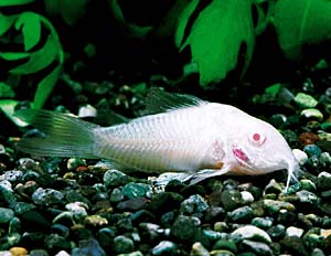 �A���r�m�E�R���h���X