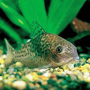 �R���h���X�E�\�_���X