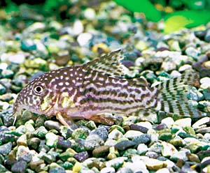 �R���h���X�E�X�e���o�C