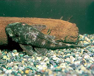 �u�b�V�[�E�v���R