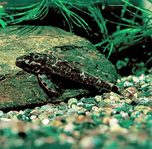 �p���g�L���N���X�E�}�N���J�E�_