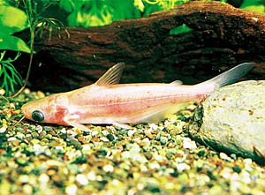 �A���r�m�E�J�C����