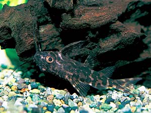 �T�J�T�i�}�Y