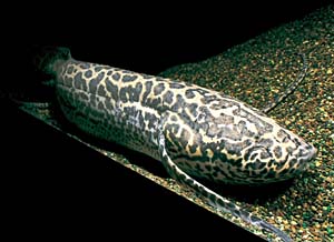 �v���g�v�e���X�E�G�`�I�s�N�X