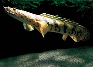 �|���v�e���X��G���h���P���[