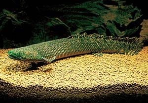 �|���v�e���X�E�I���i�e�B�s�j�X