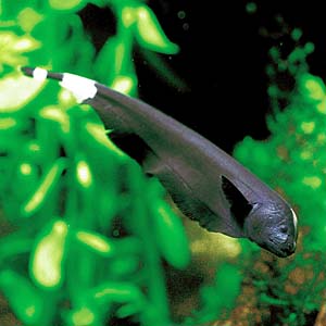 �u���b�N�S�[�X�g