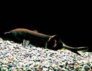 �G���t�@���g�m�[�Y