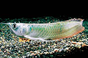 �V���o�[�E�A�����i