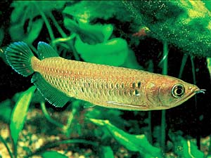 �m�[�U���E�o�������f�B