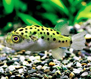 �~�h���t�O