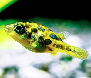 �A�x�j�p�t�@