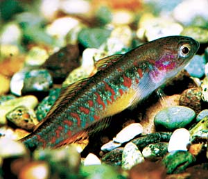 �s�[�R�b�N�K�W����