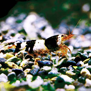 ���c�r�[�V�������v