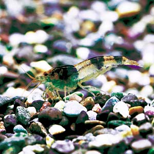 �r�[�V�������v