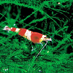 �X�[�p�[���b�h�r�[�V�������v