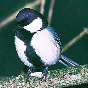 �V�W���E�J��