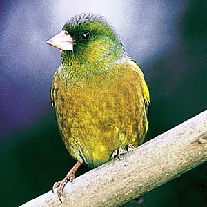 �J�����q��