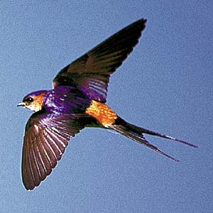 �R�V�A�J�c�o��