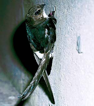 �q���A�}�c�o��