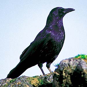 �n�V�{�\�K���X