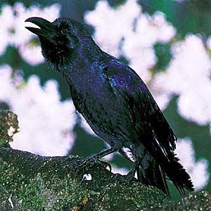 �n�V�u�g�K���X