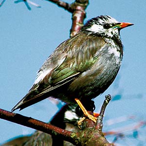 ���N�h��