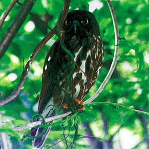 �A�I�o�Y�N