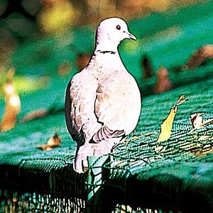 �V���R�o�g