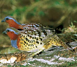 �R�W���P�C