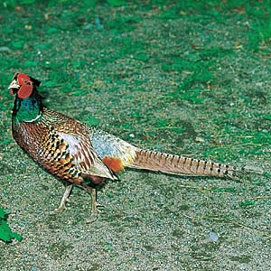 �R�E���C�L�W