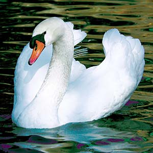 �R�u�n�N�`���E