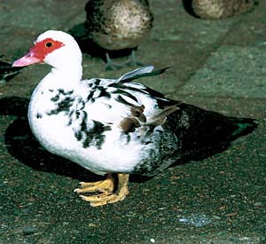 �o���P��