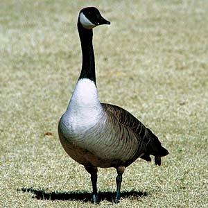 �J�i�_�K��