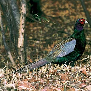 �j�z���L�W