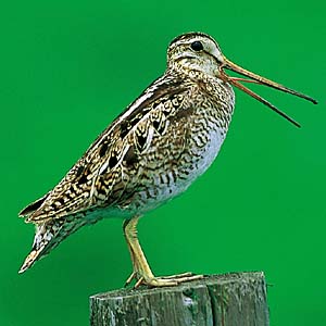 �I�I�W�V�M