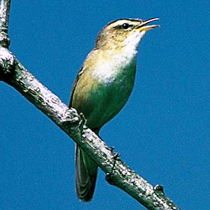 �R���V�L��