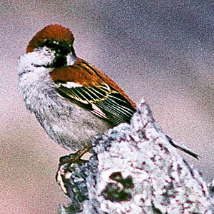 �j���E�i�C�X�Y��