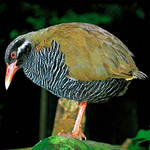 �����o���N�C�i