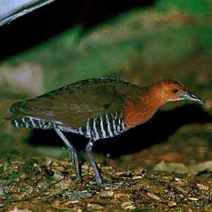 �I�I�N�C�i