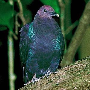 �J���X�o�g