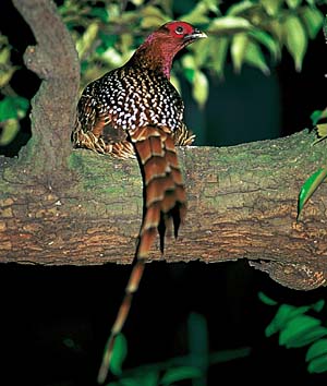 ���}�h��